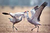 birds