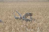 birds in a wheat field