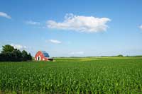 red farm in a corn field