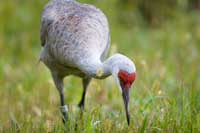 a bird