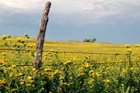 field of yellow flowers