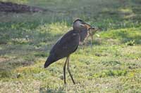 heron with a frog in his beak