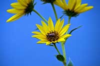 sunflowers
