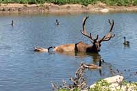 elk