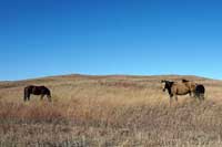 horses in an open field