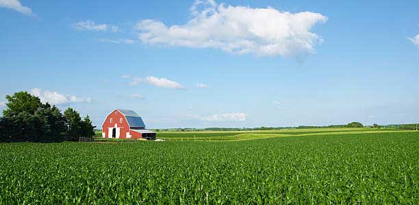 red farm in a corn field