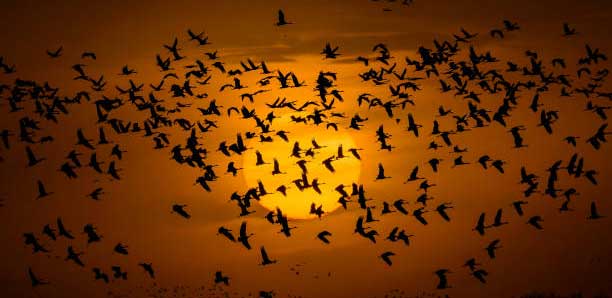 birds flying over sunset