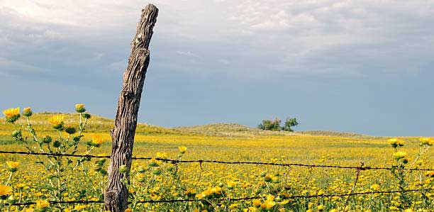 field of yellow flowers