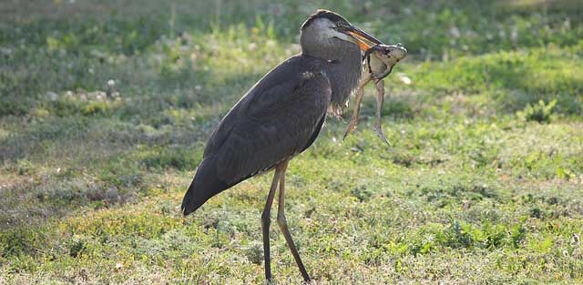 heron with a frog in his beak