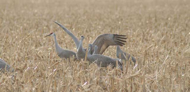 birds in a wheat field