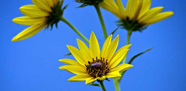 sunflowers 
