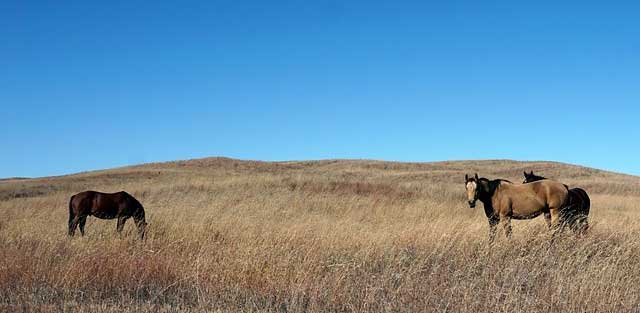 horses in an open field
