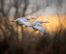 birds flying