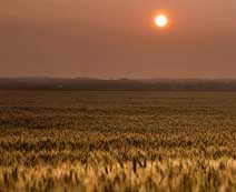 sunset on a wheat field