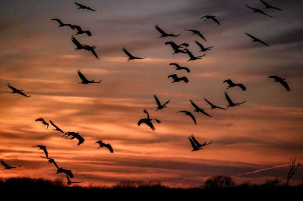 birds flying in a sunset